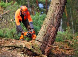 Why Choose Our Tree Removal Services in Monrovia, MD?