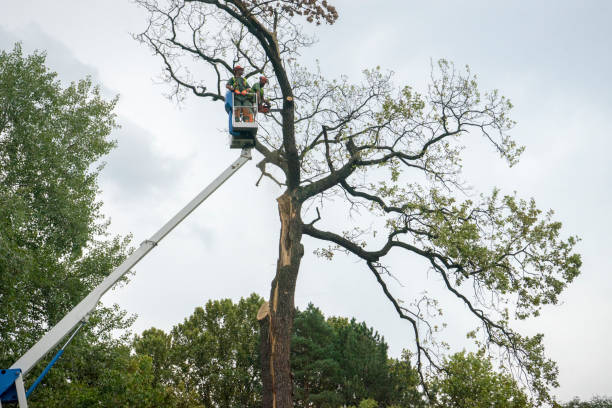  Monrovia, MD Tree Services Pros